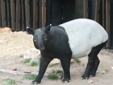 Tapir malajski w łódzkim zoo. Nowy mieszkaniec Orientarium przyjechał z ogrodu w Antwerpii 