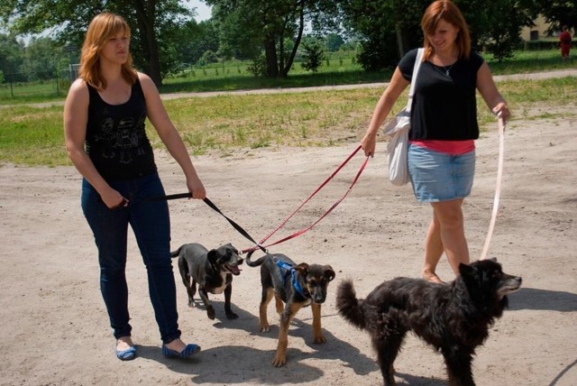 Władze zastanawiają się nad zmniejszeniem opłaty za psa.