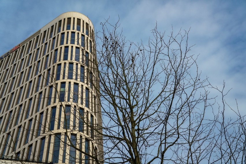 W centrum Warszawy posadzono 14-metrowe drzewo. To nowy symbol ekologii