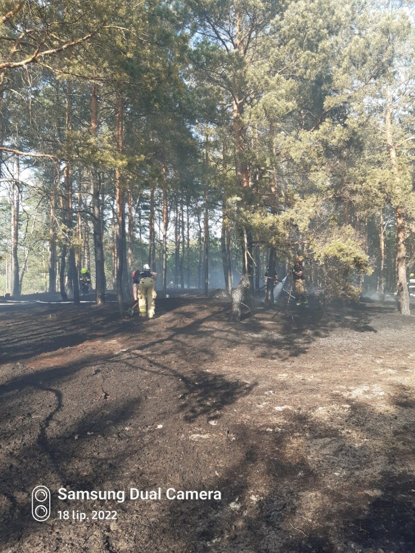 Pożar lasu w okolicach Dolnej Grupy. Wszystko przez......