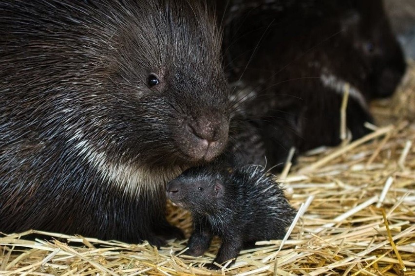 Tegoroczną wiosnę w zoo zapoczątkowały jeżozwierze...