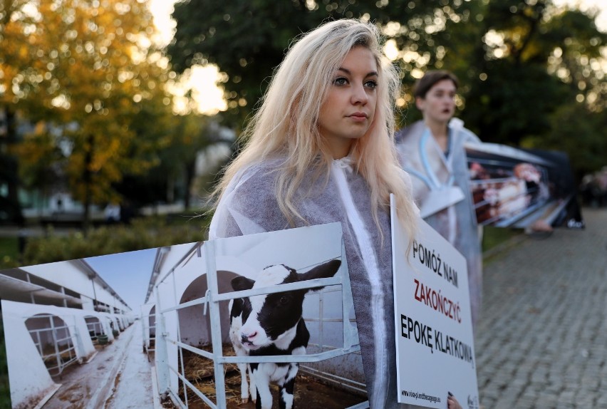 Viva! w Piotrkowie przeciwko hodowli zwierząt w klatkach