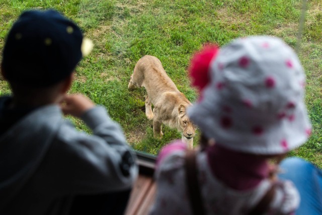 Dla lepszego zdjęcia rodzice są w stanie włożyć dziecko za ogrodzenie klatki zwierzęcia