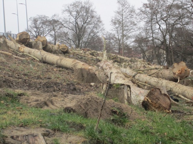 Trwa wycinka drzew nad Słupią w Ustce. W związku z prowadzonymi pracami oraz porządkowaniem terenu po wycince, mogą  występować utrudnienia w ruchu.
