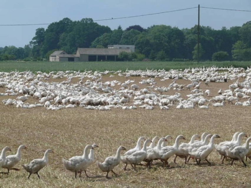 Ptasia grypa w gminie Łęczyca. Gospodarz stracił ponad 13 tysięcy kaczek