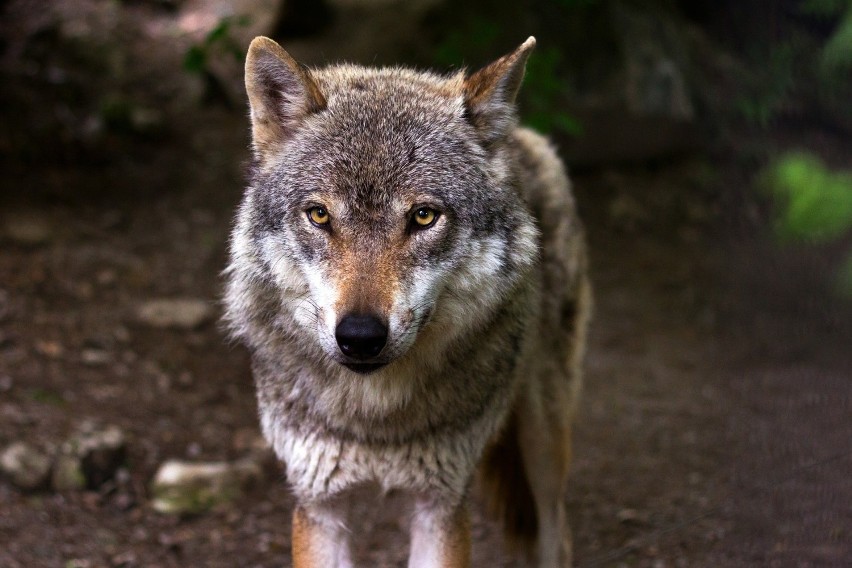 Wielkość populacji wilka w Lubuskiem określana jest na...