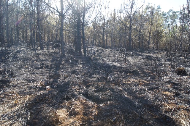 Spaleniu uległo 1,5 hektara młodnika sosnowego