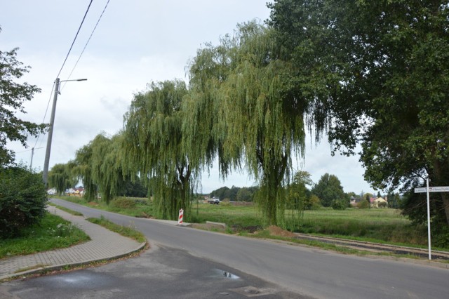Burmistrz Lęborka uznał niewymienienie drzew do usunięcia za błąd w projekcie i nakazał takie przeprojektowanie przebiegu ścieżki, aby nie usuwać wierzb.