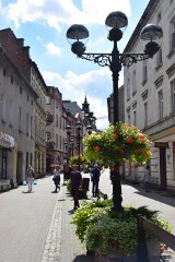 Mikołów jest piękny. Latem zachwyca przede wszystkim kompozycjami roślinnymi ZDJĘCIA