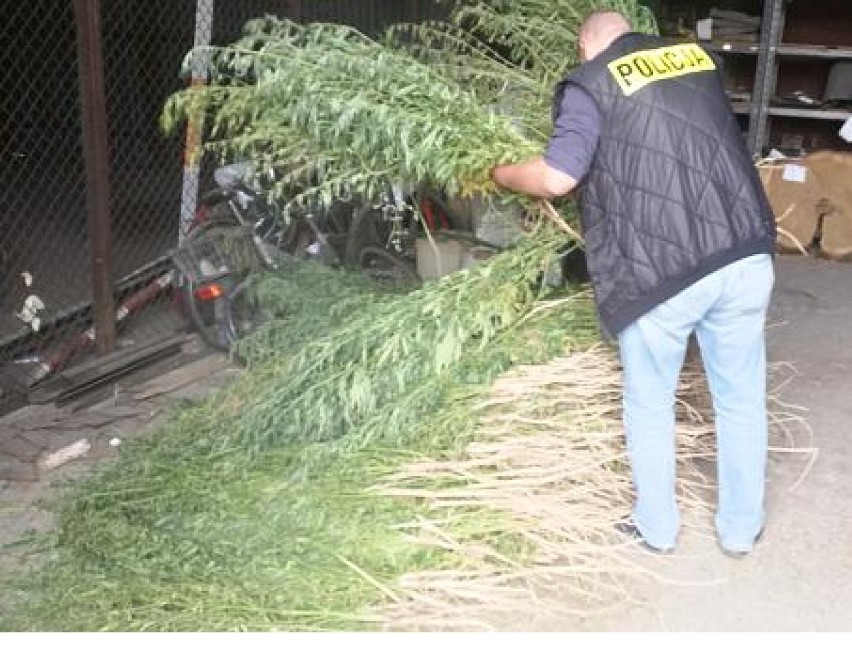 Plantacja marihuany znaleziona przez sieradzkich policjantów. Funkcjonariusze wycięli ponad 700 krzewów