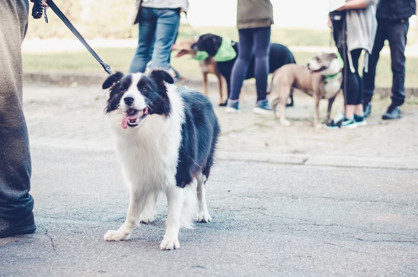 I Jastrzębski DogTrekking - sukces na czterech łapach [ZDJĘCIA]