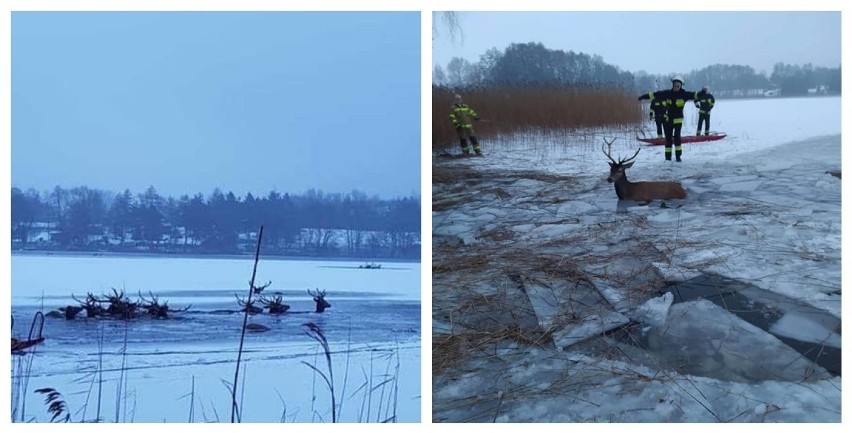 Stado jeleni wpadło do wody w okolicy miejscowości Ścienne