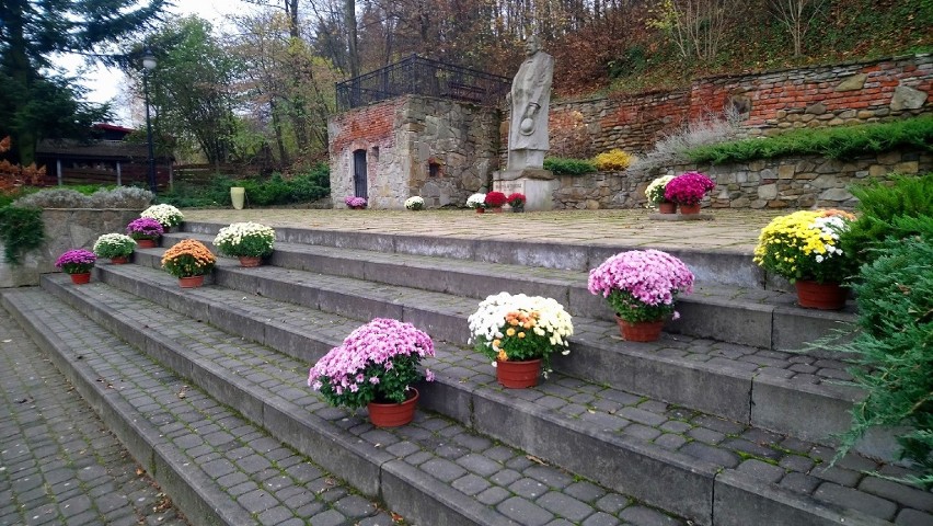 Chryzantemy podarowane przez ogrodnika z Libuszy ozdobiły...