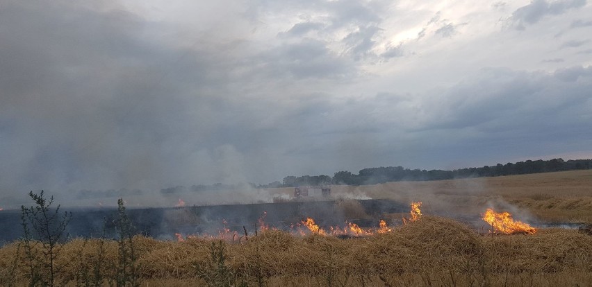 Ogromny pożar zboża na pniu w Daleszynku na powierzchni 25...