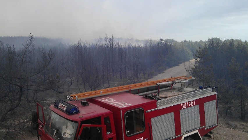 Pożar lasu pod Olkuszem. Ogień strawił ponad 40 hektarów [ZDJĘCIA, VIDEO]