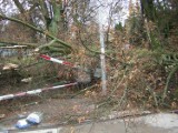 Silny wiatr na terenie powiatu ostródzkiego uszkodził drzewa [ZDJĘCIA]