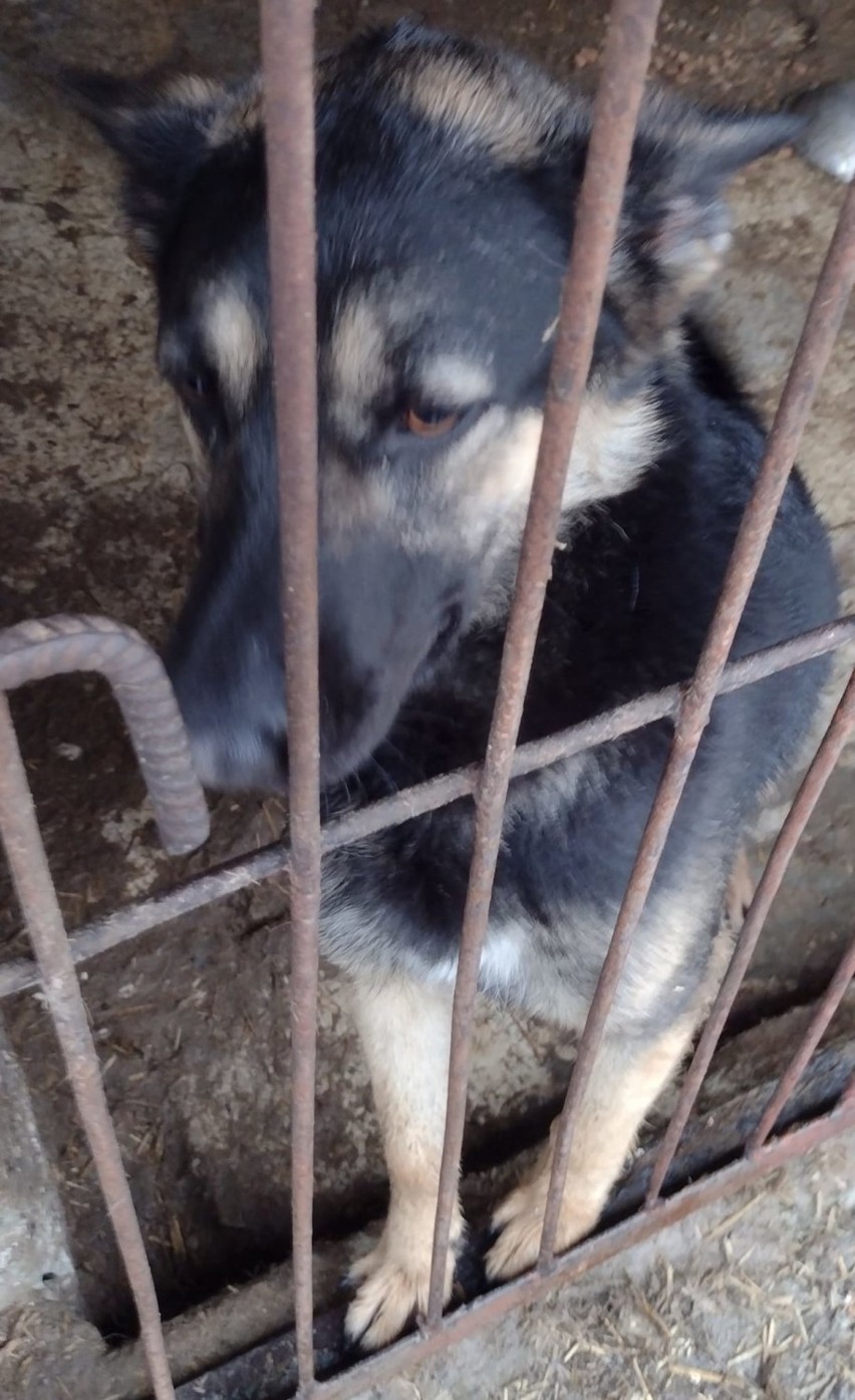 Te psy czekają adopcję w Schronisku w Tomaszowie Maz. Kto da im nowy dom? [ZDJĘCIA, KWIECIEŃ 2021]