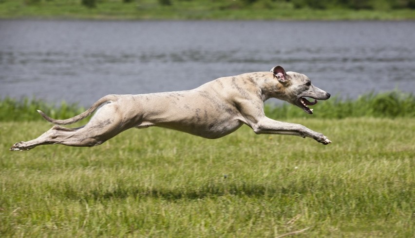 Greyhound to najszybsza rasa psów na świecie. W czasie...