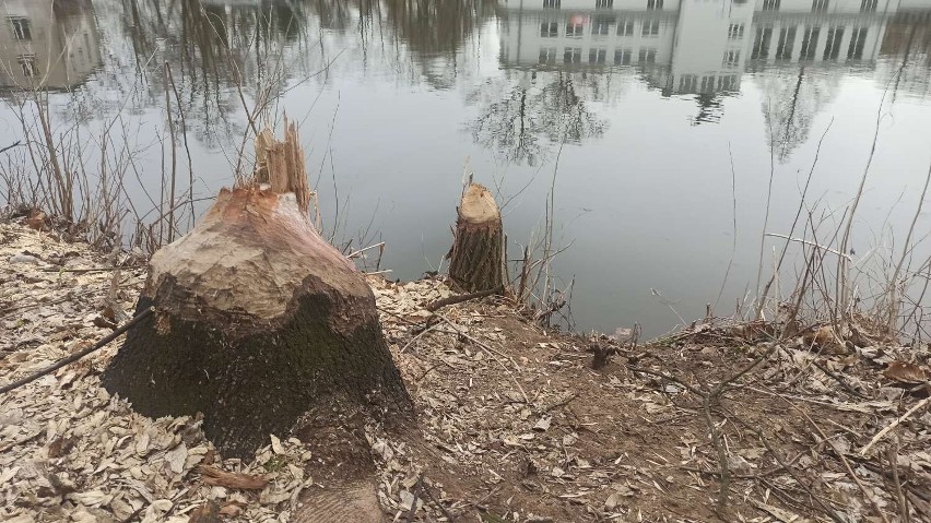 Bobry niszczą drzewa w parku miejskim w Kaliszu