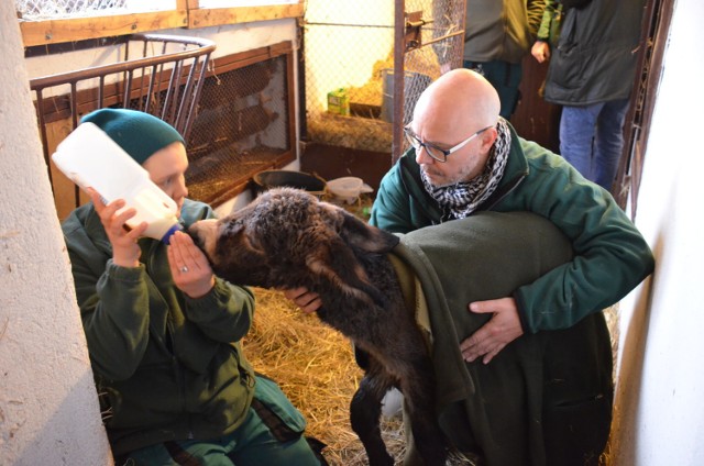 Osiołek Quatro ma zaledwie kilka dni. Potrzebuje stałej opieki pracowników zoo, którzy go karmią i ogrzewają