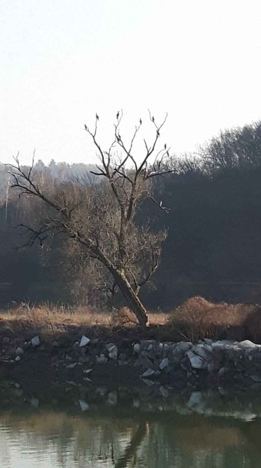 Kormorany przyleciały nas San w Przemyślu, w okolice...