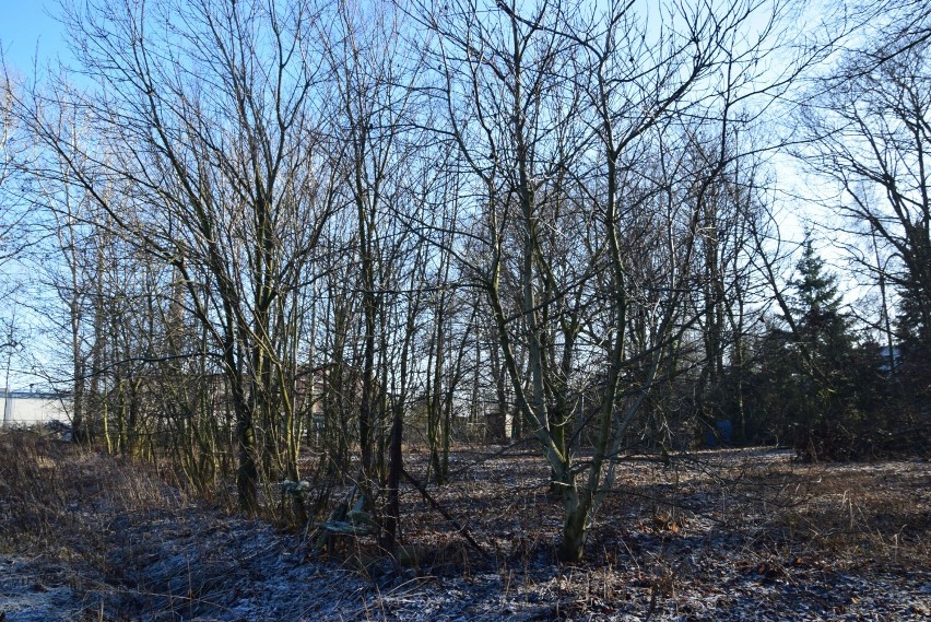 Wycinka drzew na terenie dawnej cukrowni w Wieluniu. Burmistrz dał zgodę na usunięcie 70 drzew