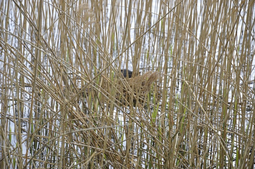 Gniazda ptaków nad jeziorem Zajezierskim