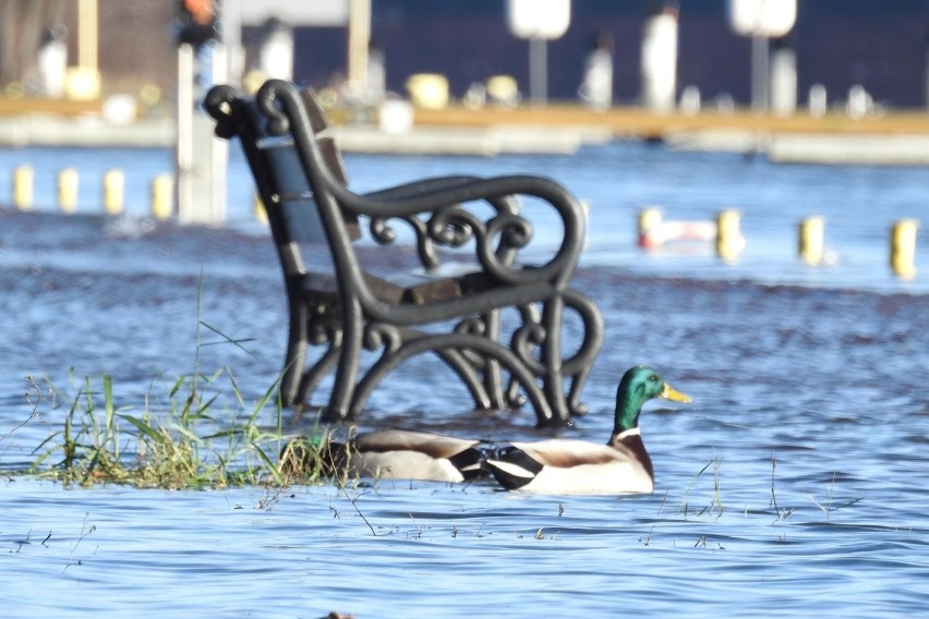 Sztorm w Świnoujściu. Takiej cofki dawno nie było. Plaża i nabrzeża wysp pod wodą [ZDJĘCIA]