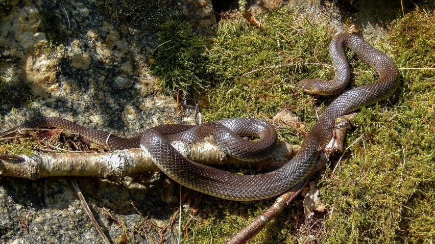 W Polsce występują cztery gatunki węży, w tym jeden...