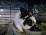 W Sopocie działa centrum adopcyjne dla królików - Sopockie Uszakowo [ZDJĘCIA]