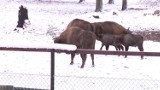 Jak Puszcza Białowieska szykuje się na zimę? [VIDEO]