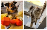 Cudowne zwierzaki z Gliwic! Trwa plebiscyt na PUPUILA ROKU 2022. Wybieramy najpiękniejsze psy i koty