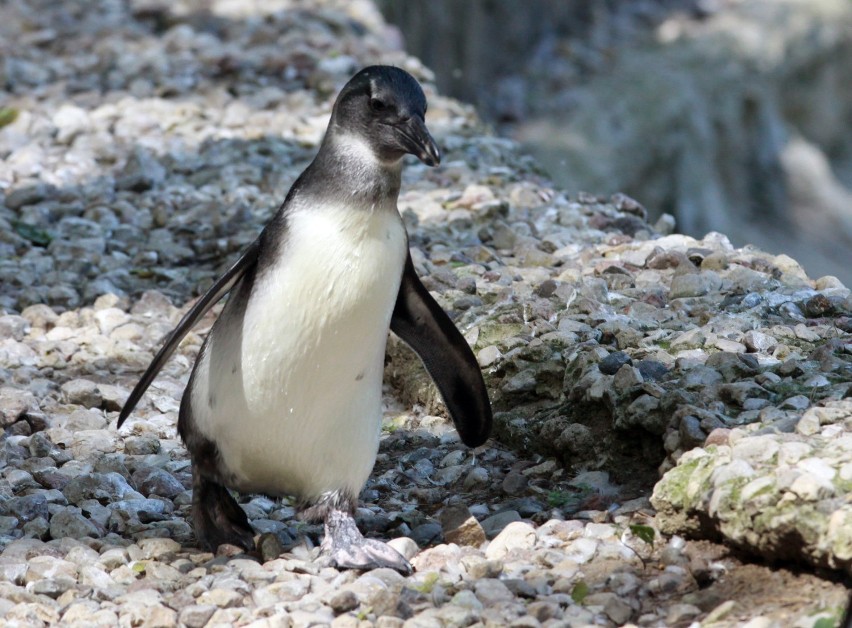 Pingwin z łódzkiego zoo ma imię. Sprawdź, jak nazwali go łodzianie