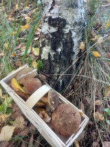 Zobacz, jakie piękne podgrzybki rosły dziś w lesie w okolicy Tyczyna