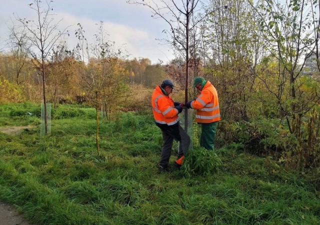 Pracownicy Rejonowego Przedsiębiorstwa Zieleni  i Usług Komunalnych w Kielcach ratują drzewa rosnące nad zalewem przed bobrami ale także przez ludźmi.