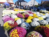 To już ostatni moment, by kupić chryzantemy na Dworzysku. Plac jest wypełniony kwiatami, a ich ceny wahają się od 15 do 50 złotych