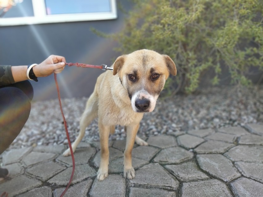 Kolejne bezdomne psy z terenu gminy Błaszki znalazły właścicieli. Inne wciąż czekają na adopcję (zdjęcia)