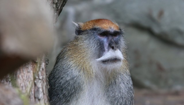 Nowi mieszkańcy śląskiego zoo