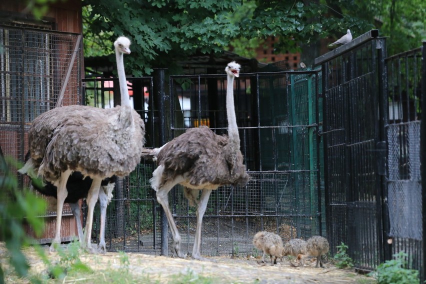 Nowi mieszkańcy śląskiego zoo
