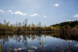 Jezioro Torfy w Warszawie zachwyca wiosną. To jak Mazury w stolicy Polski