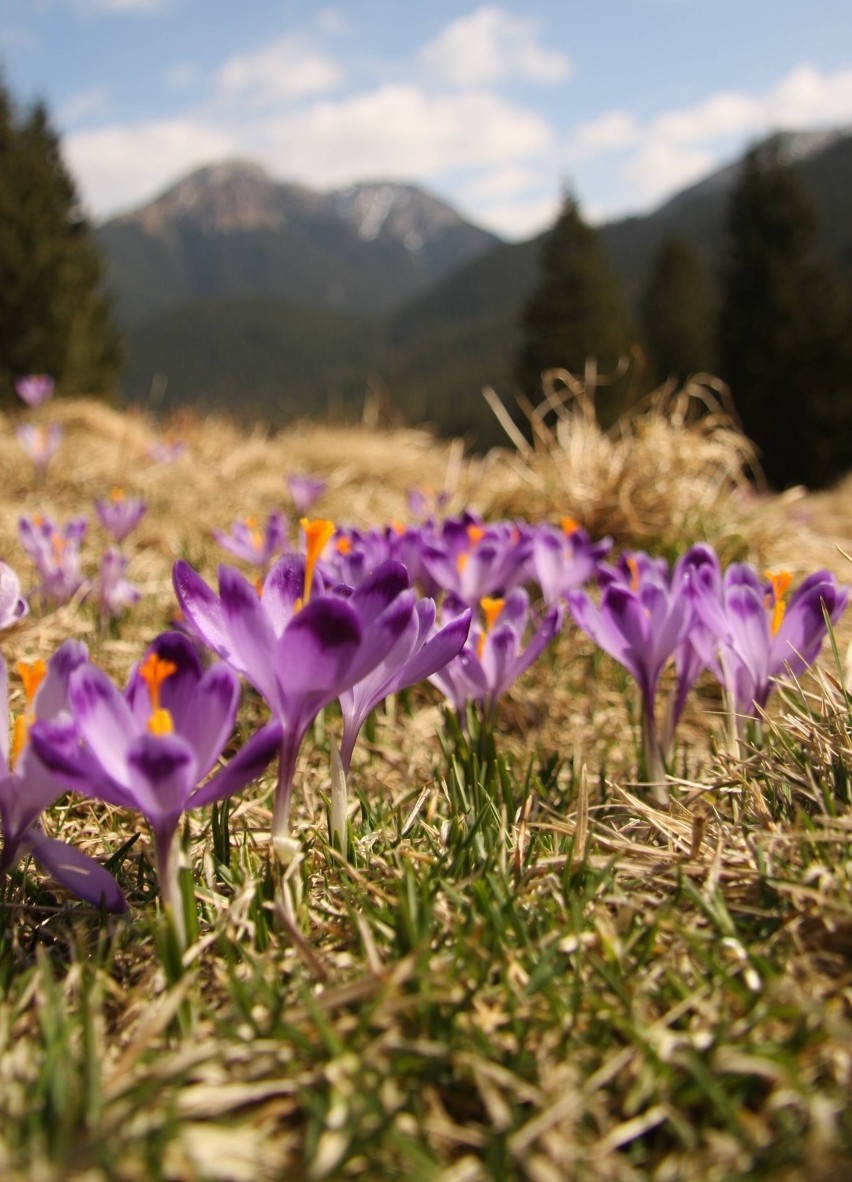 Tatry: Tysiące krokusów w Dolinie Chochołowskiej [GALERIA]