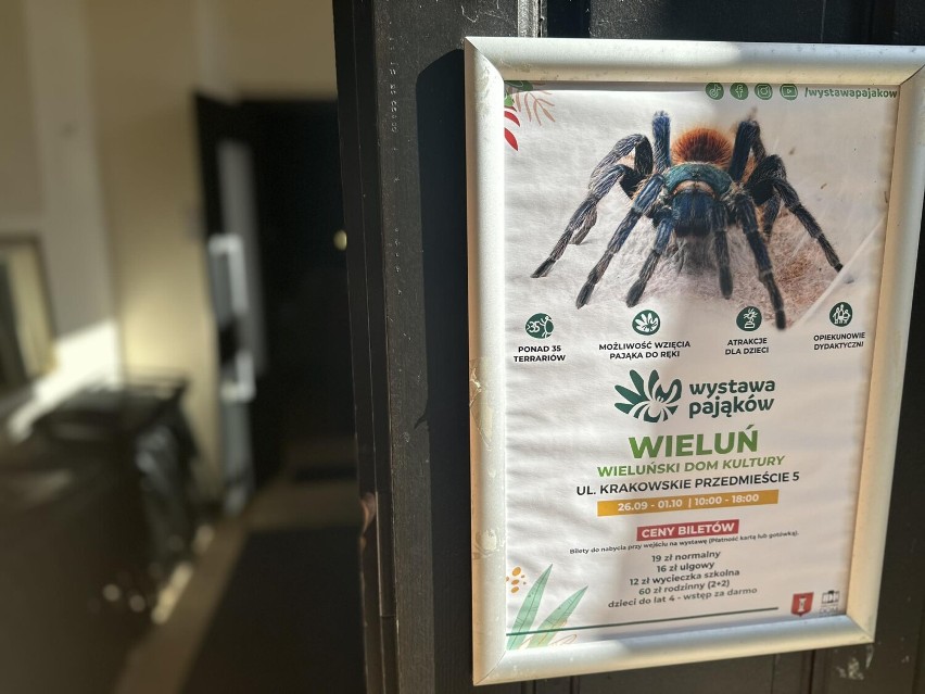 Wystawę dużych pająków można oglądać w Wieluńskim Domu Kultury do 1 października ZDJĘCIA, WIDEO