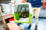 Ranny żbik z Magurskiego Parku Narodowego, który trafił pod opiekę Fundacji Dziki Projekt, ma się coraz lepiej. Wkrótce wróci do natury