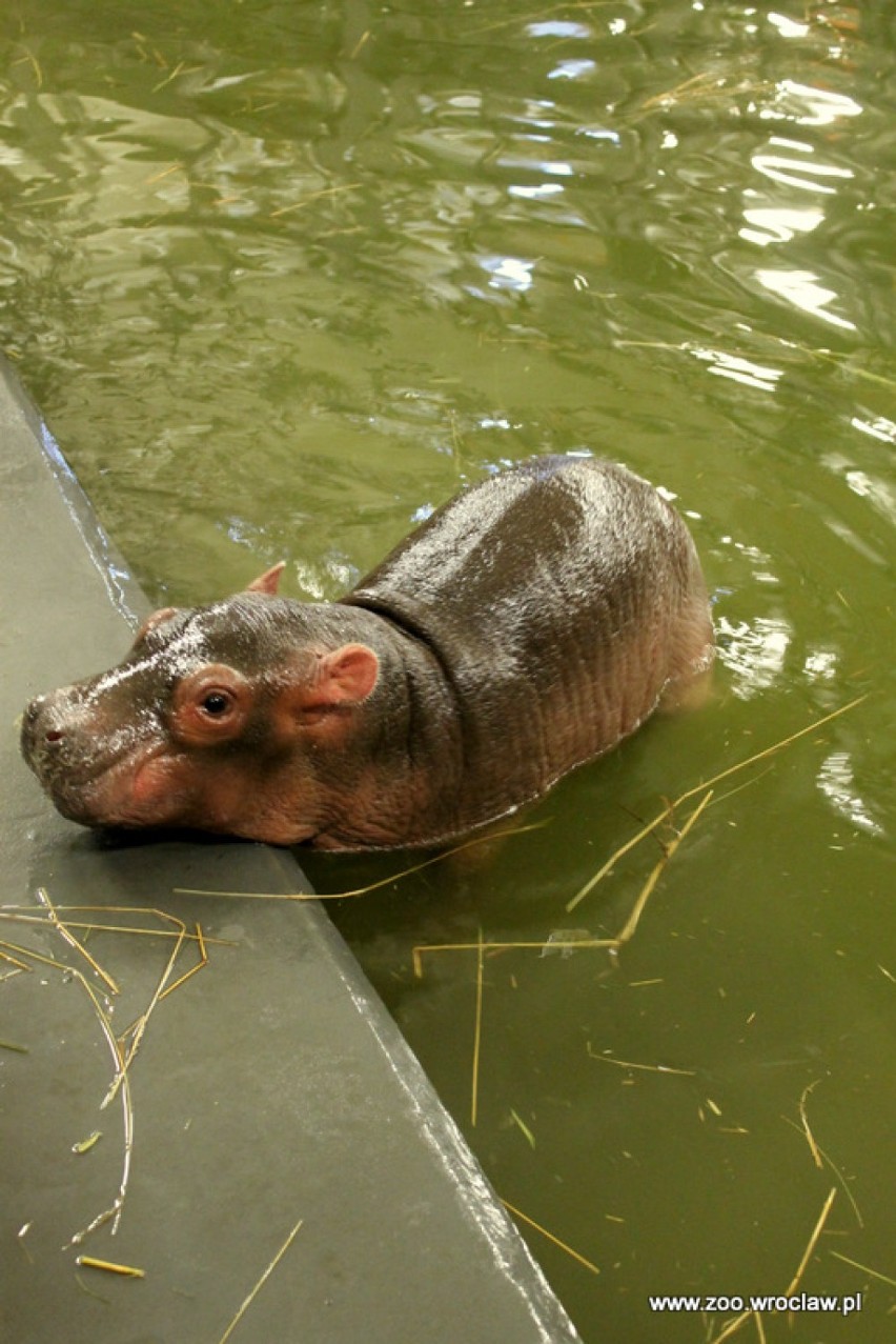 Hipopotam nilowy we wrocławskim zoo