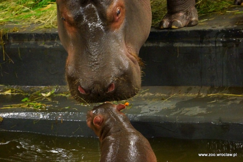 Hipopotam nilowy we wrocławskim zoo