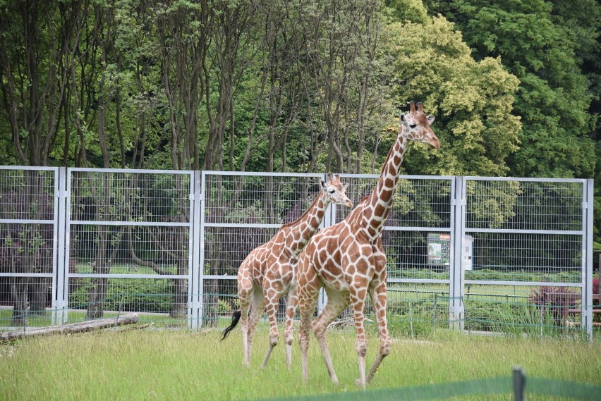 Z wizytą w Śląskim Ogrodzie Zoologicznym ZDJĘCIA