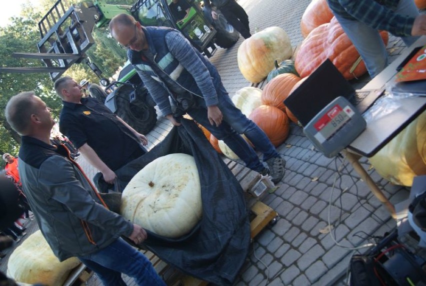 Dzień Korbola w Grzybnie - finał konkursu uprawy dyń olbrzymich