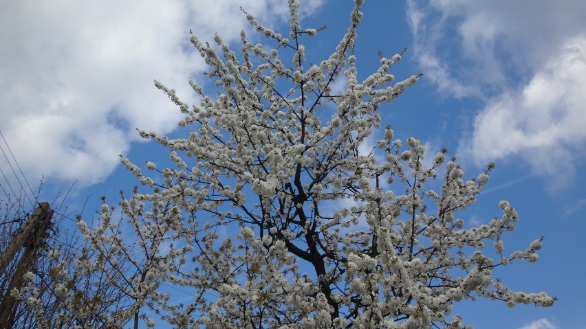 Wiosna w pełni.  Widać to po licznie kwitnących drzewach,...