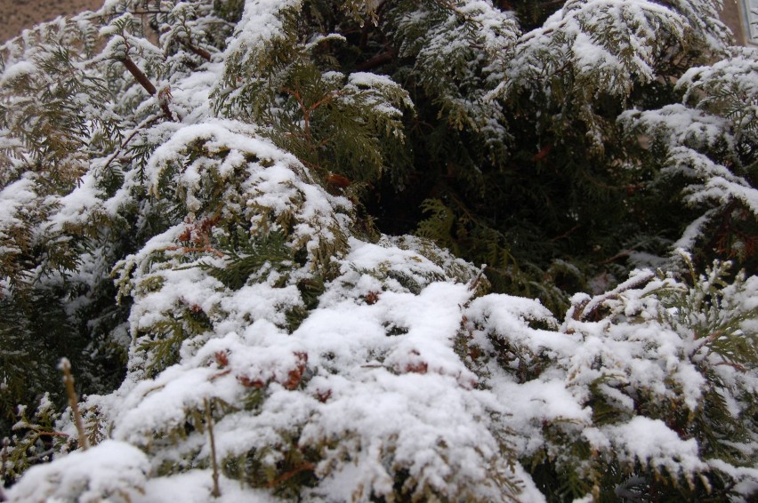 Atak zimy w Szczecinku i okolicach. Jest w końcu śnieg! [zdjęcia]