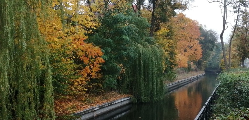 Jesienny spacer ulicami w Pruszcza. Zobaczcie jak wygląda jesienią miasto |ZDJĘCIA